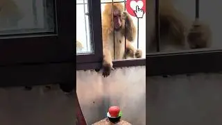 Monkey Caught Stealing! 😲 Funny Animal Thief in Action! #monkeysr #monkeyvideo #cutestory #monkey