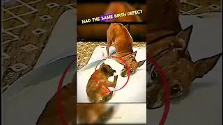 This 2 Legged-Dog Teaches Another One How To Walk 🥹☺️ #kindness #positivevibes #dogs #usa