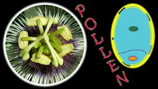 Pollen Grain - Structures & Functions