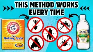 8 Effective Ways to Kill Pests With Baking Soda and Vinegar