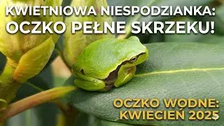 #93  Oczka wodne dla płazów- kwiecień 2025
