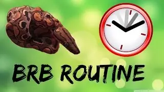 My Brazilian Rainbow Boa Routine!
