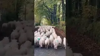 Protection by Dog || BR #shortsvideo #short #shortvideo #natural #shorts #dog #goat #dogs