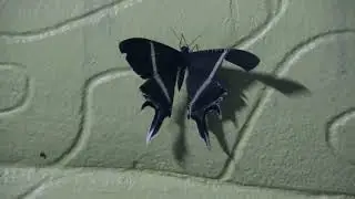 Бабочка-парусник  Тropical swallowtail moth (Lyssa zampa)