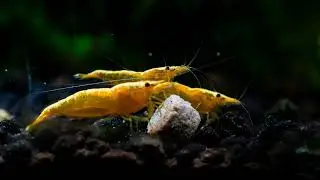 Shrimp Cam