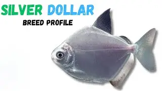 Silver Dollar Fish Care Guide | Tank Setup Feeding Compatibility & Lifespan