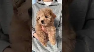 Твой щенок уже ждёт тебя&hearts;️Мальтипу F1, доставка по всему миру ТГК: pufs_maltipoo