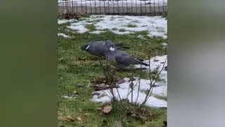 Taube | Futtersuche | #pigeon #dove #winter #food #shorts #viral #video #bird #birds #Baum #green ok