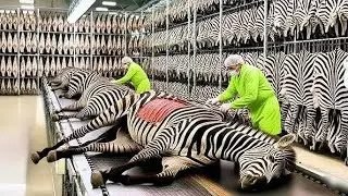 Inside the Zebra Leather Factory &ndash; How Million-Dollar Products Are Made (SECRET FACTORY)