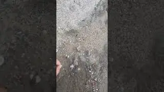 Po river sea shell in the river banks fiume Po #fiumi #fiumepo