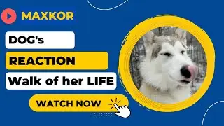 Dog's Reaction to the Longest Walk of her LIFE