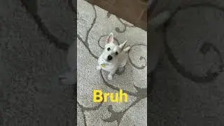 Bruh&hellip; #dog #dogvines #dogs #wee #meme #memes #bruh #shorts