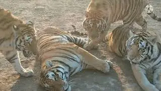 Tigers Meows Compilation!!