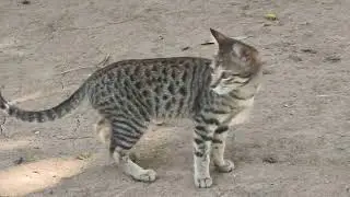 #cat #1jan2025 #trending #foryou 