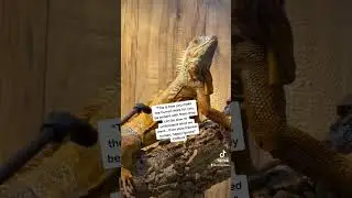 #iguana l#rediguana#red#reptile#trained#asmr#asmrsounds#iggy#rescue l#rescued#mean#fresh#sassy#love