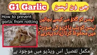 G1 garlic rotting problem#best solution#complete details#sindh#sukkur#rahim yar Khan#dg Khan#ghotki