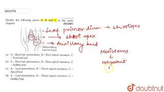 Grafting is not possible in monocots because they