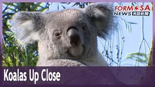 Goodbye glass! Taipei zoo opens outdoor enclosure to see koalas up close
