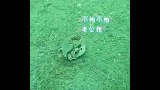 This is how the crab tried to protect its partner from danger.He is braver than most human men!