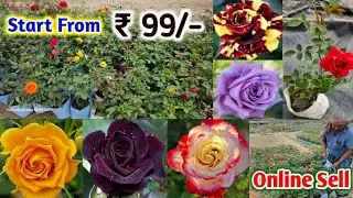 Wholesale and retail Rose nursery | Rose Plant | Online Sale | How to grow rose plant