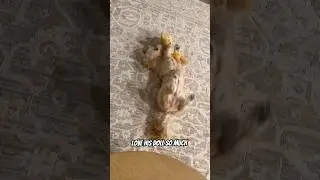 He is in love with his doll 🤣🤣.  #puppy #animalmemes #cavapoopuppy #cutedog