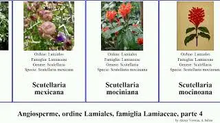 Angiosperme, ordine Lamiales, famiglia Lamiaceae, parte 4 scutellaria salvia sideritis ziziphora