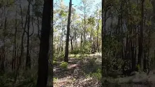 Australian Bush Walk 2 #nature #bushwalking #foresthikes #naturewalking