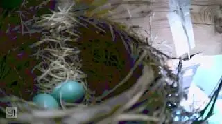 Robin Attacks Camera at Robin Nest w/ Eggs - 5/7/2019