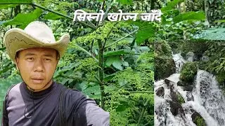 संखुवासभा भोट्खोला हटिया गाउँको जङ्गल तिर सिस्नो खोज्न जादै म।