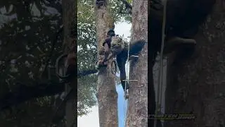 A profesional skill man climbing and cutting down durian tree #shorts