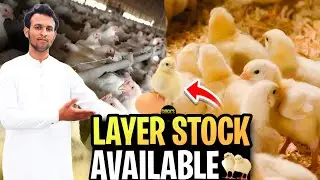 Layer Chicks Stock Available