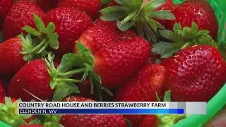 Sweet comeback: Kanawha County business rebounds with long-lasting Malwina strawberries