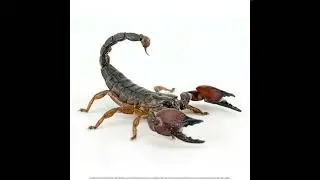 Fun fact:scorpion