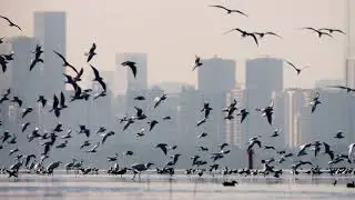 Mai Po Inner Deep Bay Ramsar Site
