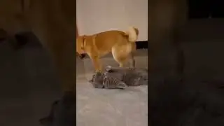 Sus Shiba does what to a cat??????????  #cute #funny #meme #dog