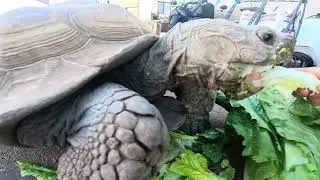 Sulcata Tortoise Eating Lettuce | 15 Minute ASMR Feeding Video