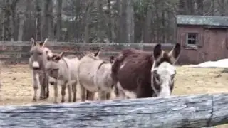 Donkey Stampeded at Equine Rescue Network