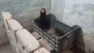 Pure Desi Broody hen