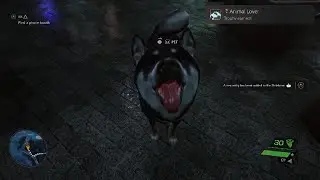 Can You Pet The Dog?