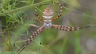Awesome Banded Orb-weaving Spider (Argiope trifasciata)