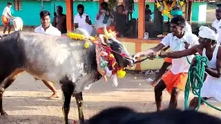 Sivagangai Seemai Pongal Manjuvirattu || Veelatamilan official