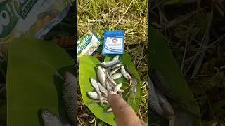 Hasil Mancing Wader Uceng Pakai Kail Neo Carbon Biru 0,5 Umpan Go Potato Joss
