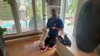 Dog Training Tip - How to train a dog to go outside on their own