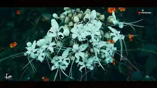 4K NATURE  CINEMATIC CLOSEUP SHOTS