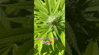 PURPEL COOKIE KUSH🌺😱