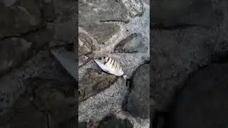 team poisson sar tambour a la crevette crue
