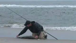 42 inch striped bass top water fishing off Crane Beach Ipswich MA 8/16/10 fish on!