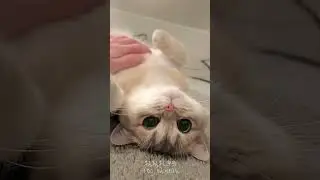 🐱: Ready for a Cuddle? Come and Join Me!