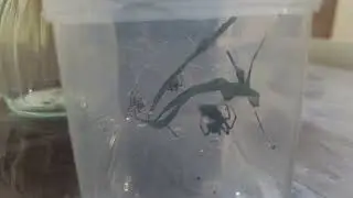 hello guys meet my pet spider🕷 