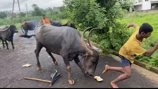 खेळ घोंघड्याचा | वेगसम्राट पैंजण | कोल्हापूर | मालक - सुमित सूर्यवंशी